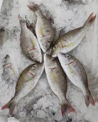Fresh Emperor/Villai Fish