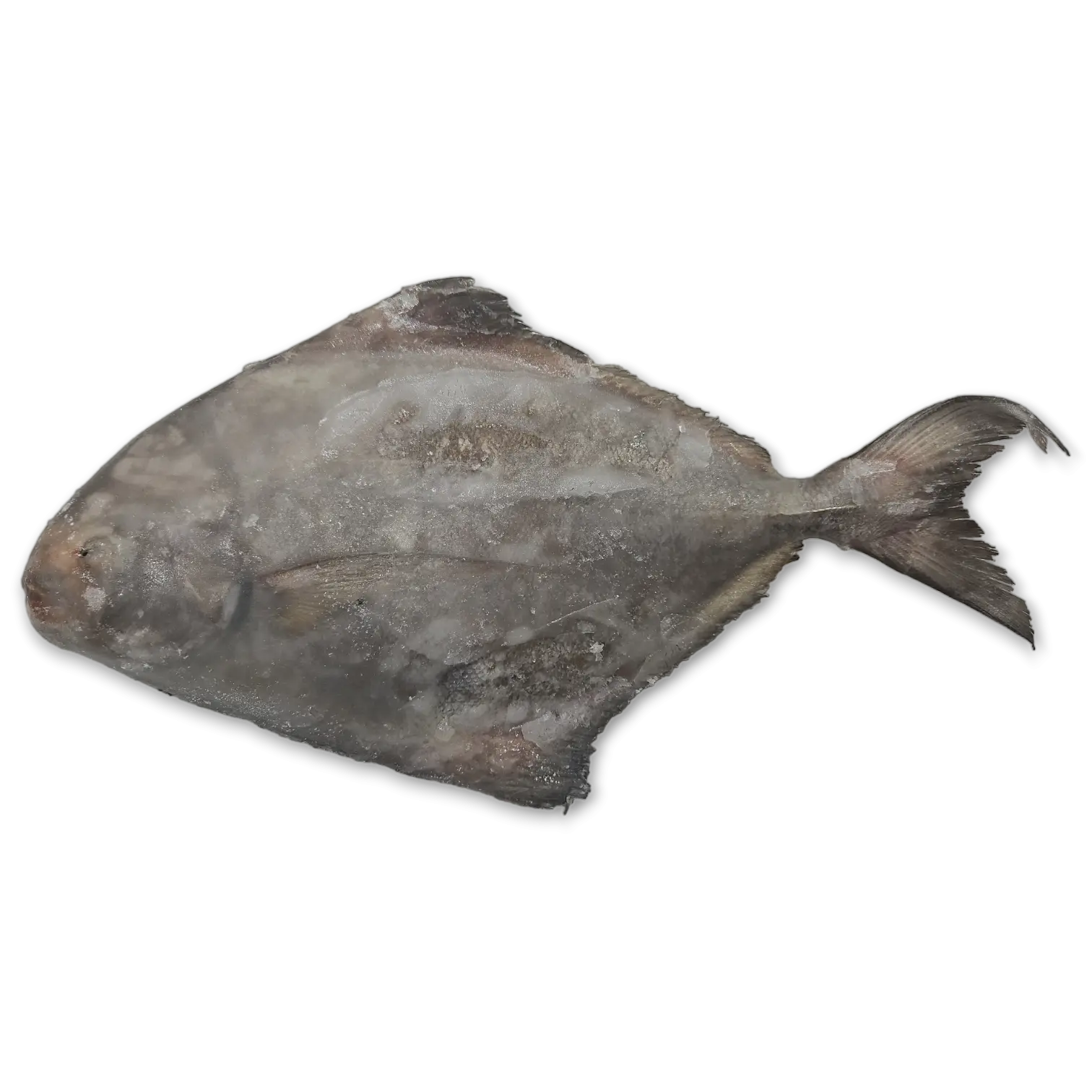 Jona Black Pomfret Frozen 400-500g