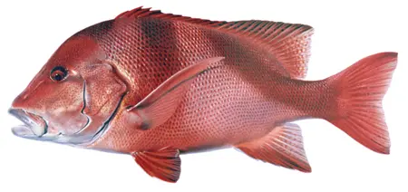 Emporer Fish TK