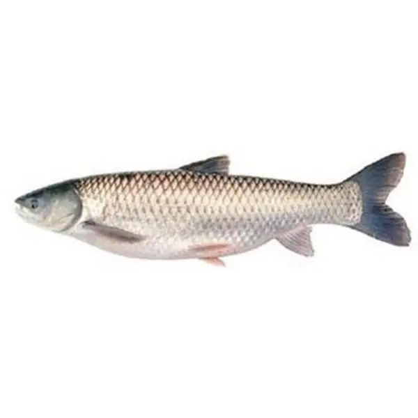 Dayseaday Frozen Mrigal Back Gutted 2Kg