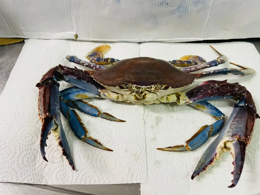 Crabs TK NW - MG
