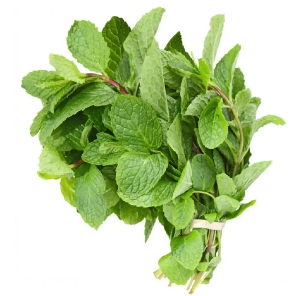 [270005] Fresh Mint Leaves