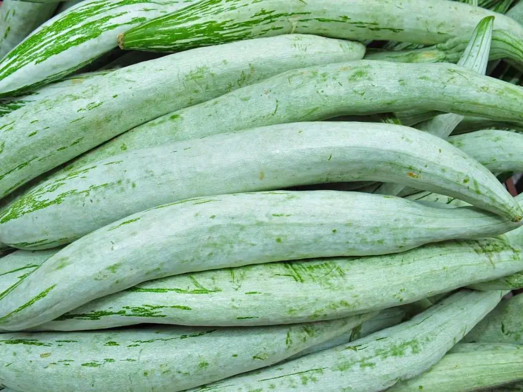[270008] Snake Gourd