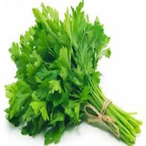 [270006] Fresh Coriander Leaves