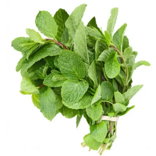 [270005] Fresh Mint Leaves