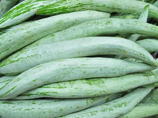 [270008] Snake Gourd