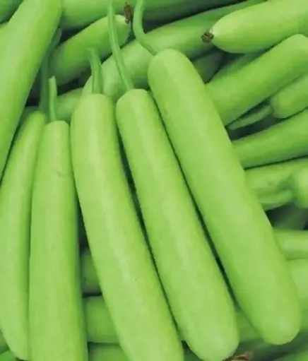 [270002] Fresh Bottle Gourd / Dudhi / Surakkai