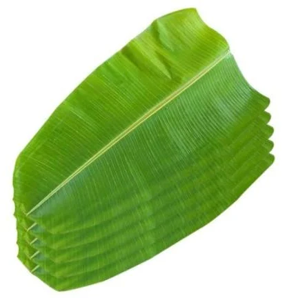 [270013] Fresh Banana Leaves