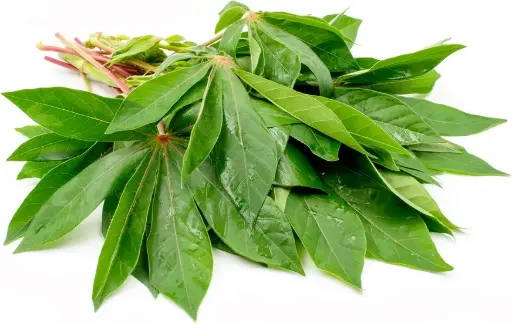 Fresh Casava Leaves